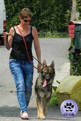 Ben - currently looking for adoption with Central German Shepherd Rescue = www.centralgermanshepherdrescue.com/ - cgsr.co.uk